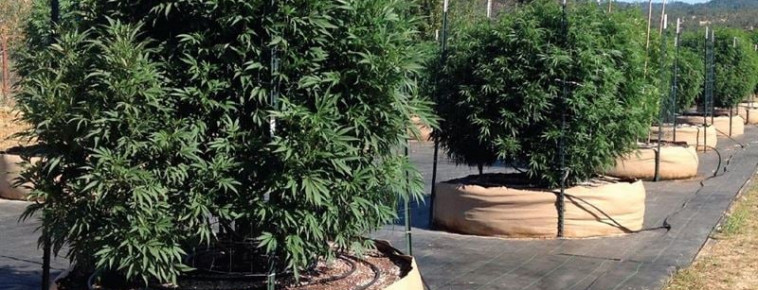 Лучшие Сорта Марихуаны Для Улицы